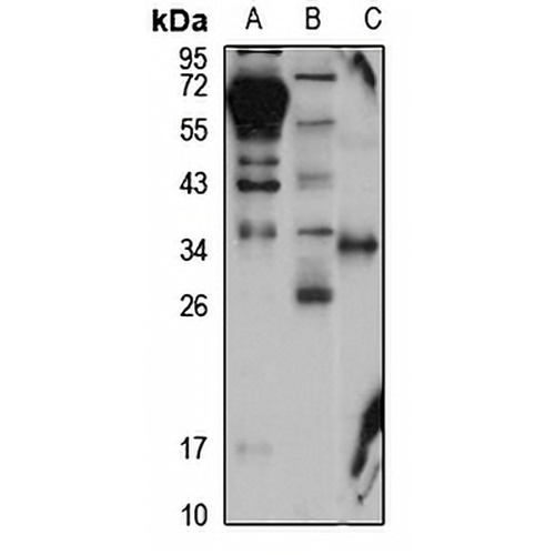 CLEC-1 Rabbit Polyclonal Antibody
