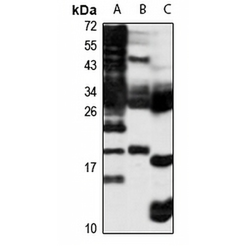 MDL-1 Rabbit Polyclonal Antibody