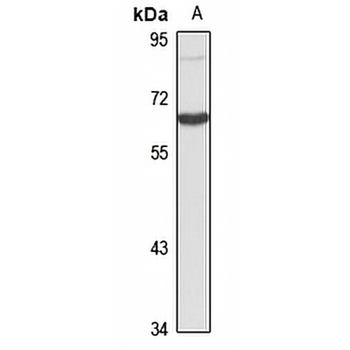 Epsin 4 Rabbit Polyclonal Antibody