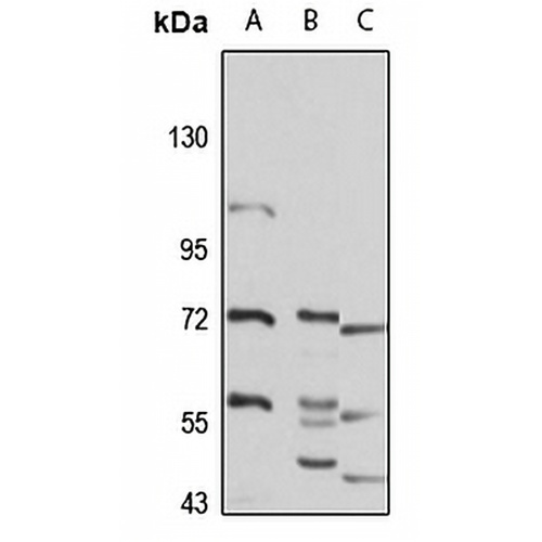 HSP78 Rabbit Polyclonal Antibody