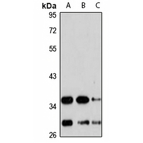 Chymase Rabbit Polyclonal Antibody