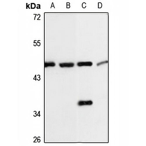 CMAS Rabbit Polyclonal Antibody
