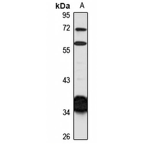 CNTD1 Rabbit Polyclonal Antibody