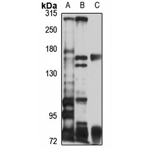 CASPR1 Rabbit Polyclonal Antibody