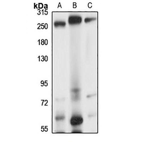 Centriolin Rabbit Polyclonal Antibody