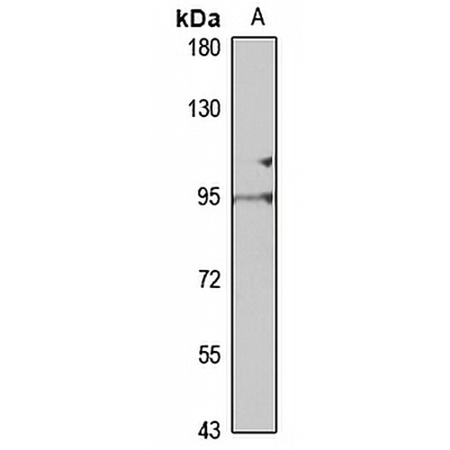 COG4 Rabbit Polyclonal Antibody