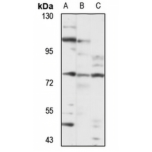COLGALT1 Rabbit Polyclonal Antibody