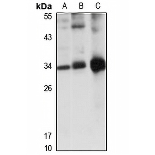 COMTD1 Rabbit Polyclonal Antibody