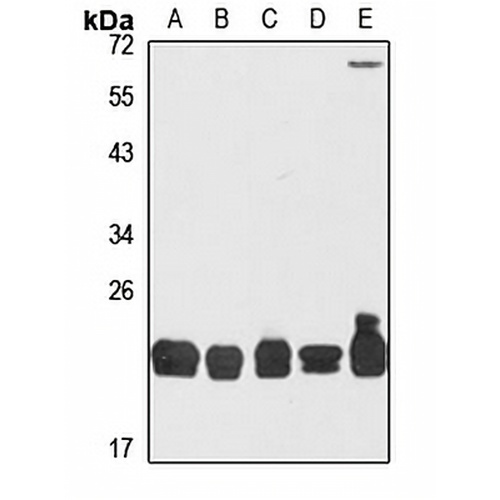 CSN8 Rabbit Polyclonal Antibody