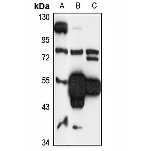 COQ6 Rabbit Polyclonal Antibody