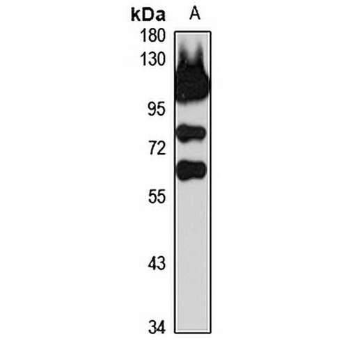 Coronin-1C Rabbit Polyclonal Antibody