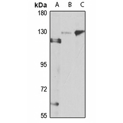 Ceruloplasmin Rabbit Polyclonal Antibody