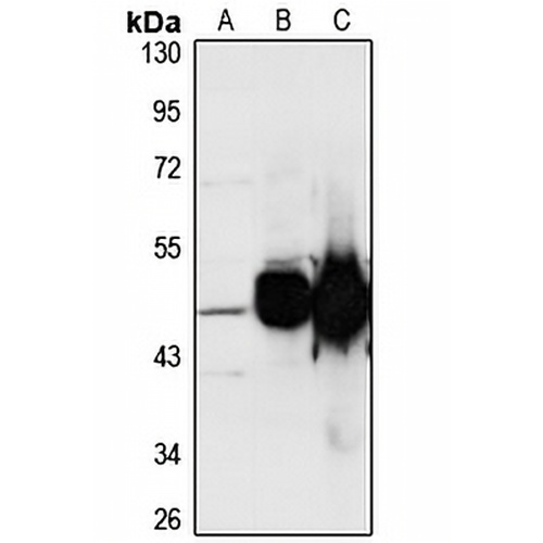 CPA2 Rabbit Polyclonal Antibody
