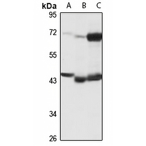 Carboxypeptidase A4 Rabbit Polyclonal Antibody