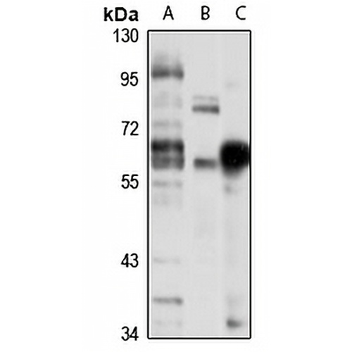CPEB Rabbit Polyclonal Antibody