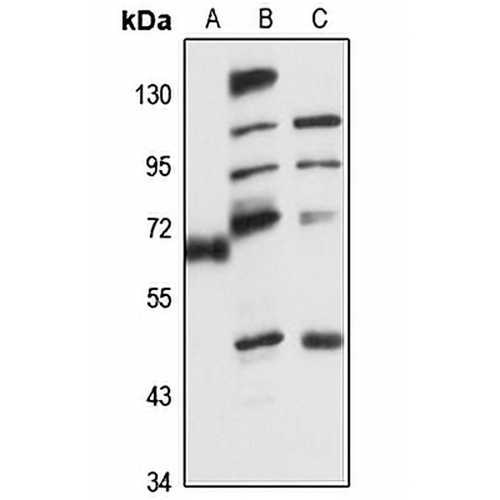 Copine-3 Rabbit Polyclonal Antibody