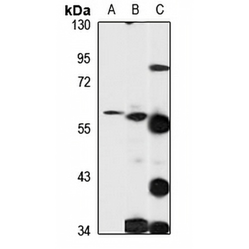 PGCP Rabbit Polyclonal Antibody