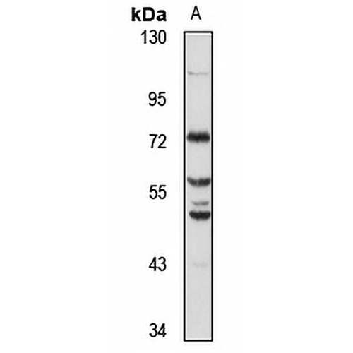 CREB3L3 Rabbit Polyclonal Antibody