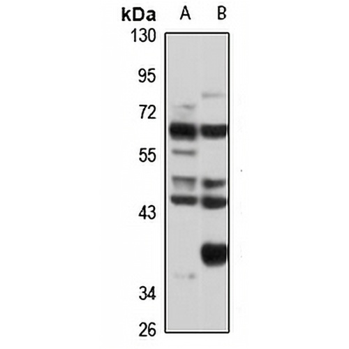 Cornulin Rabbit Polyclonal Antibody