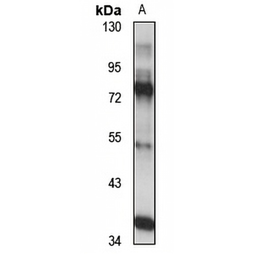 TORC3 Rabbit Polyclonal Antibody