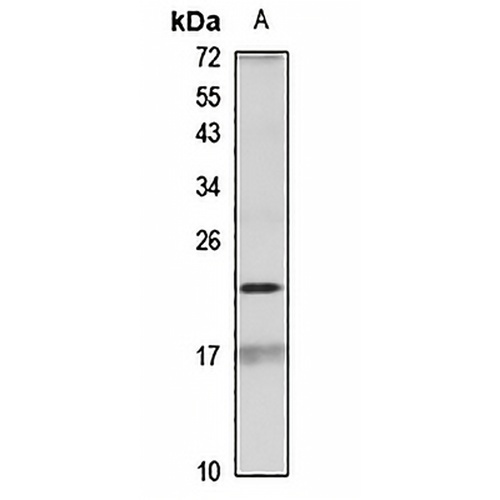 Beta-A4 crystallin Rabbit Polyclonal Antibody
