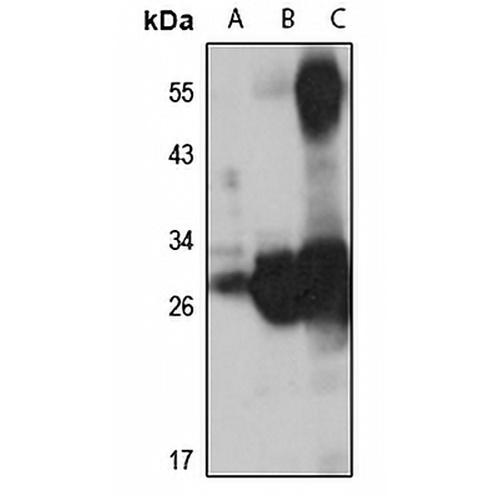 Beta-B2 crystallin Rabbit Polyclonal Antibody