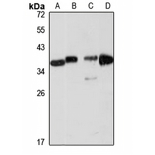Zeta crystallin Rabbit Polyclonal Antibody
