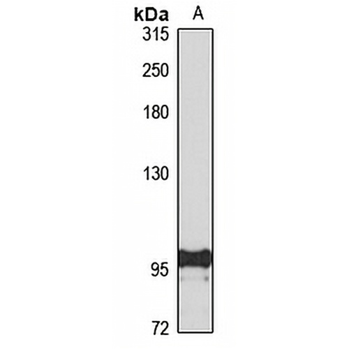 CD114 Rabbit Polyclonal Antibody
