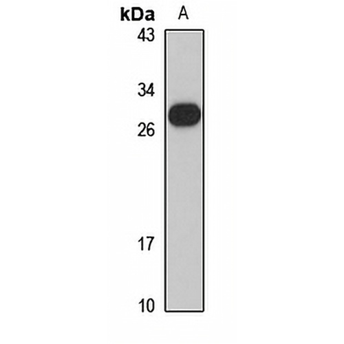 Beta-casein Rabbit Polyclonal Antibody