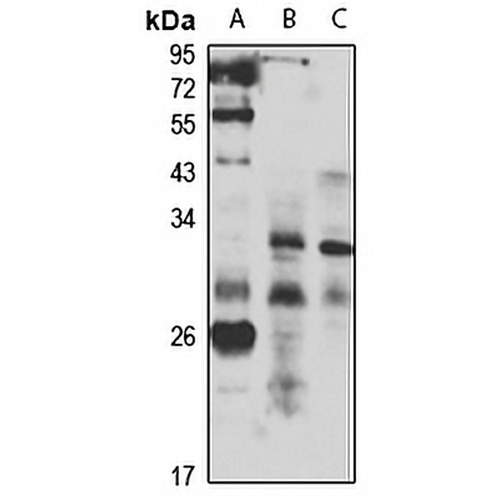 LMO5 Rabbit Polyclonal Antibody
