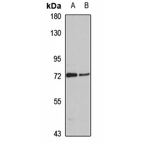 CstF-77 Rabbit Polyclonal Antibody