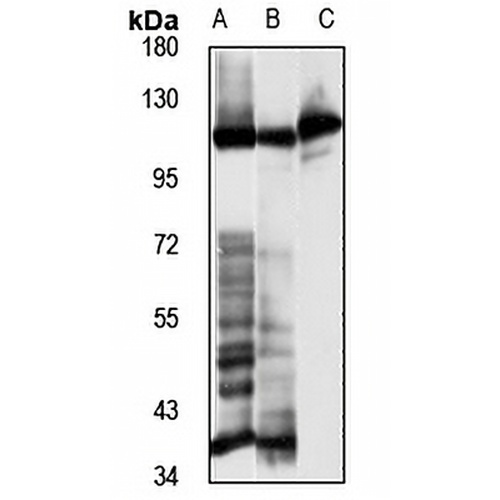 Alpha T-catenin Rabbit Polyclonal Antibody