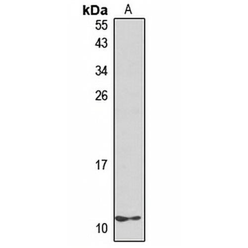 CXCL10 Rabbit Polyclonal Antibody