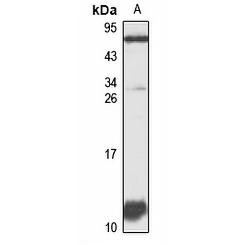 CXCL14 Rabbit Polyclonal Antibody