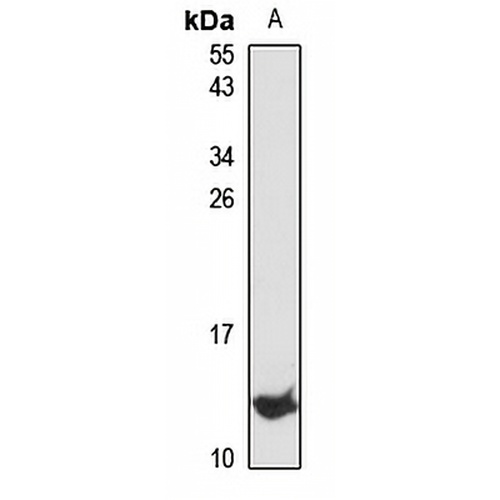 CXCL2 Rabbit Polyclonal Antibody