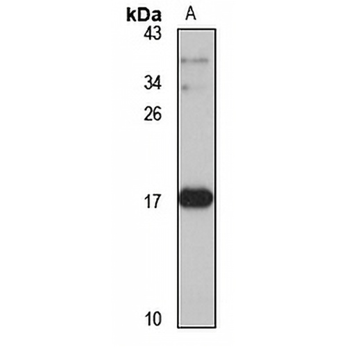 CXCL6 Rabbit Polyclonal Antibody
