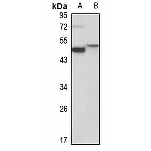 Cytochrome P450 19A1 Rabbit Polyclonal Antibody