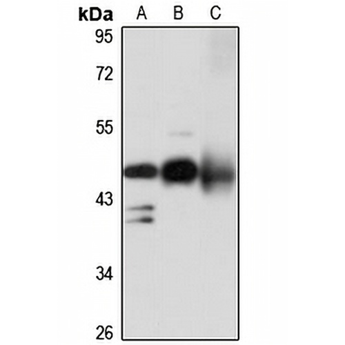 Cytohesin 1 Rabbit Polyclonal Antibody