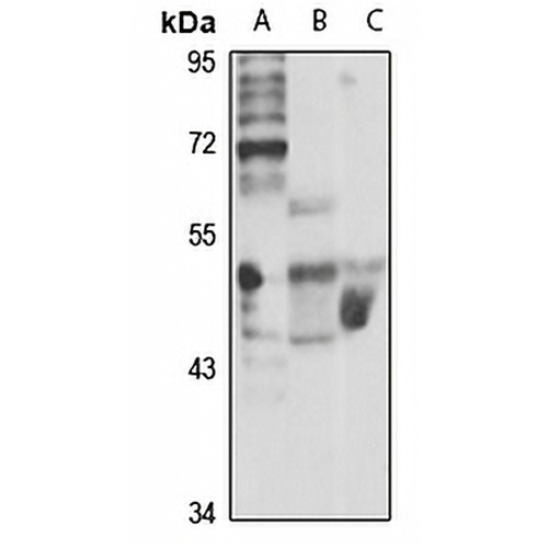 Cytohesin-2 Rabbit Polyclonal Antibody