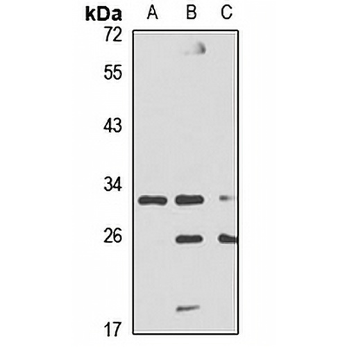 DAZL Rabbit Polyclonal Antibody