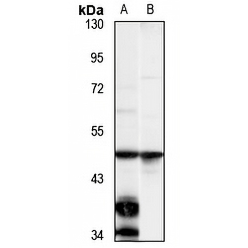WDR40A Rabbit Polyclonal Antibody