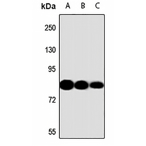 DCLK1 Rabbit Polyclonal Antibody