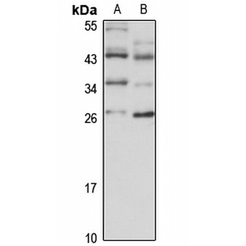 DCUN1D1 Rabbit Polyclonal Antibody