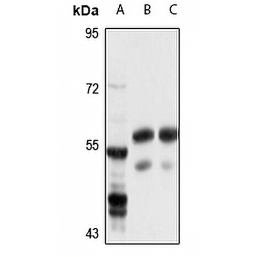 DDC Rabbit Polyclonal Antibody