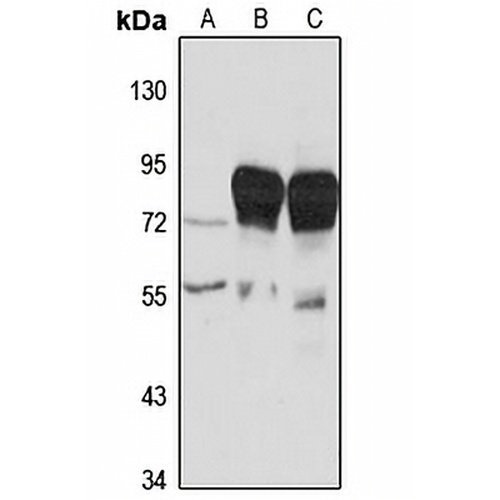 VASA Rabbit Polyclonal Antibody