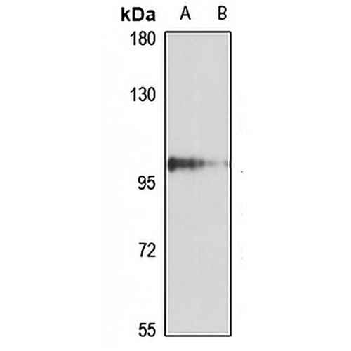 DDX50 Rabbit Polyclonal Antibody