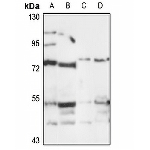 DEF6 Rabbit Polyclonal Antibody