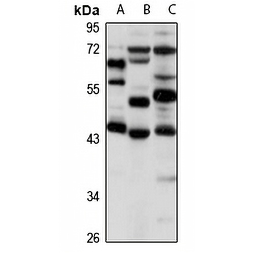 DEK Rabbit Polyclonal Antibody