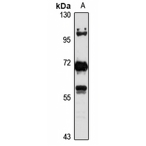 DEPDC7 Rabbit Polyclonal Antibody