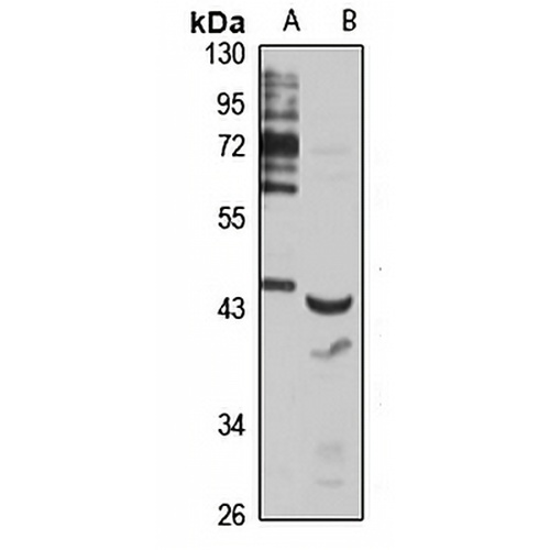 DEPTOR Rabbit Polyclonal Antibody